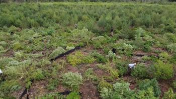 Extienden operativos contra estructuras de tráfico de marihuana en Alto Paraná